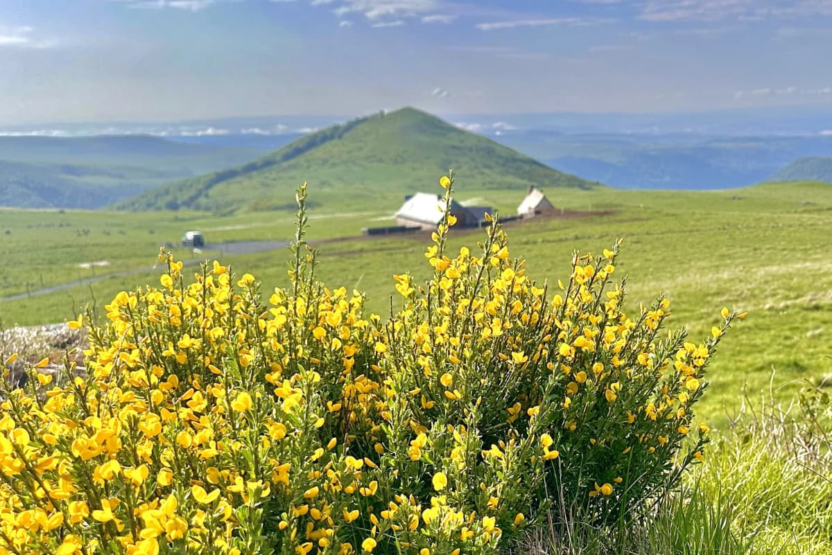 Les burons de la Tagadure - Brezons - Photo 12